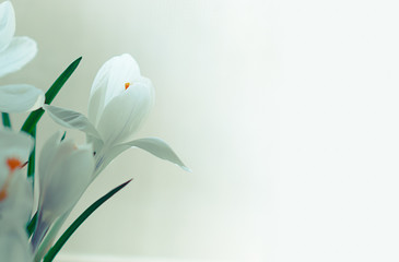 Closeup soft focus view of white crocus flowers in bloom