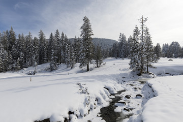 Frozen creek with snowy fir trees on a beautiful winter day in Switzerland