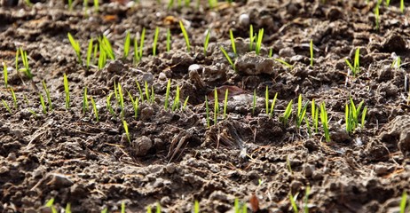 Champs de céréale en germination en automne
