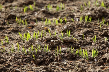Champs de céréale en germination en automne