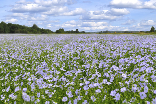 A field of blooming flax (Linum perenne)