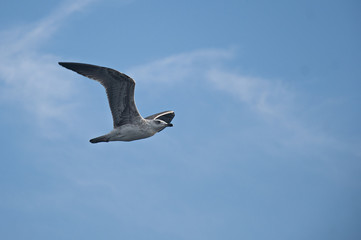 Seagull flying at blue sky