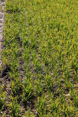 Champs de céréales en hiver pendant la vernalisation