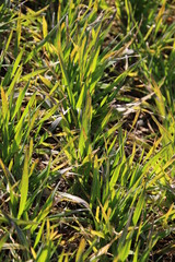 Obraz premium Champs de céréales en hiver pendant la vernalisation