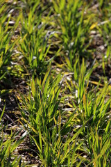 Champs de céréales en hiver pendant la vernalisation