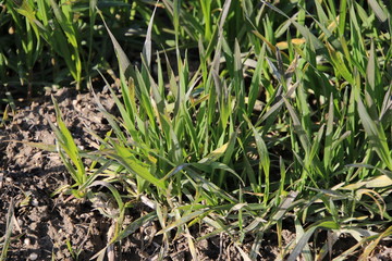 Champs de céréales en hiver pendant la vernalisation
