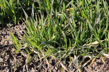 Champs de céréales en hiver pendant la vernalisation