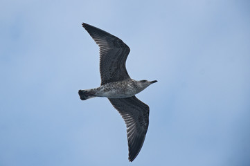 Seagull flying at blue sky