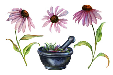 Watercolor echinacea and mortar with pestle. - obrazy, fototapety, plakaty