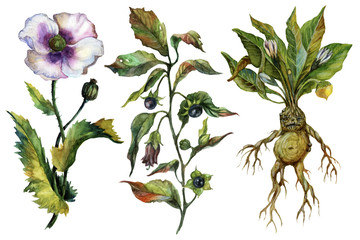 Watercolor attributes of alchemy. Medicinal herbs.