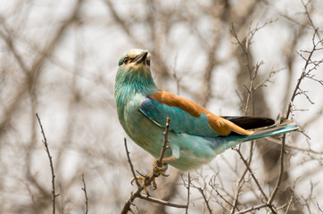 Perching, colorful european roller bird, perching, view from front