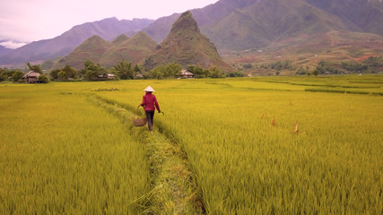 Fototapeta na wymiar Aerial of farmer working in rice fields, Mu Cang Chai, Vietnam