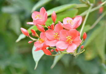 pink Jatropha integerrima flower in nature garden