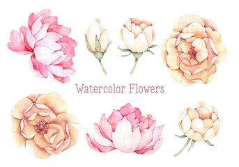 Hand drawn watercolor illustrations. Pink and yellow flowers. Peony and dog rose. Perfect for wedding invitations, greeting cards, blogs, posters, prints and more