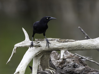 Fototapeta premium Greater Antillean Grackle