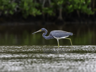Tricolored Heron Foraging on the Pond