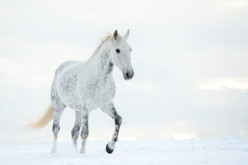 Naklejka na ściany i meble Dapple gray horse in winter