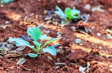 organic cabbage in the garden  with soft-focus in the background and over light