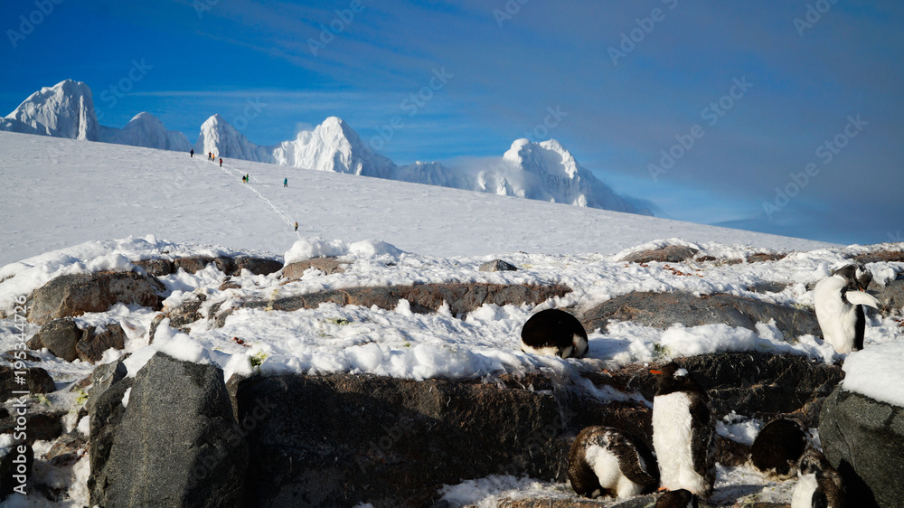 Wall mural gentoo penguins on snowy wiencke island in antarctica..