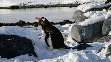 Gentoo penguins on snowy Wiencke Island in Antarctica..
