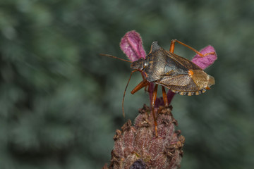 Forest Bug (or Red-legged Shieldbug) - Pentatoma rufipes