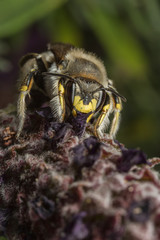 Male Wool-carder Bee - Anthidium manicatum