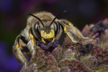 Male Wool-carder Bee (Anthidium manicatum)