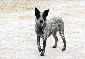 Young Texas Heeler dog standing on frozen, snowy ground looking at the viewer