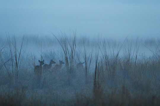Axis deer in the nature habitat during misty morning. Deer in the magical morning fog in corbett national park. Misty mornig in India. Jim Corbett&acute;s park. Axis axis.