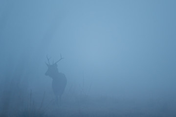 Naklejka na ściany i meble Sambar deer in the nature habitat during misty morning. Deer in the magical morning fog in corbett national park. Misty mornig in India. Jim Corbett´s park. Rusa unicolor.