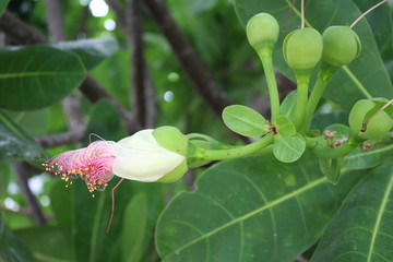 Budding exotic tree flower 
