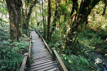 Fototapeta premium Wooden footpath in the forest in Doi Inthanon national park, Thailand.