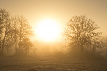 Fototapeta na wymiar Foggy sunrise in golden tones in a rural pasture landscape
