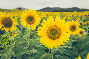 The beautiful sunflower field.