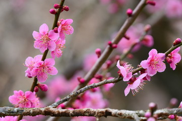 梅　花。偕楽園　水戸　茨城　日本。三月上旬。