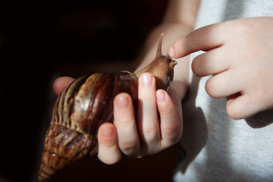Achatina fulica snail on the hand