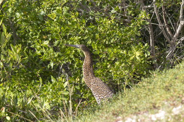 Bare-throated tiger heron. This wading bird is waiting motionless for its prey to come within reach of its long bill. It has greenish yellow plumage, black crown and light grey sides of head.