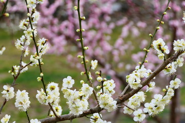 梅　花。偕楽園　水戸　茨城　日本。三月上旬。