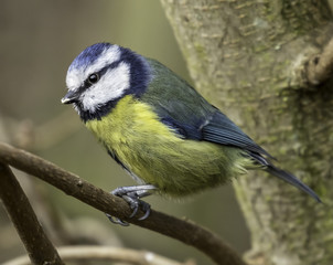 Blue tit in the UK