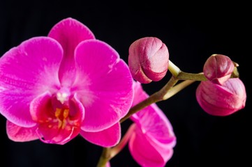 Obraz premium Pink orchid
