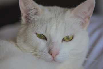 Close up of pure white cat with green eyes and pink nose