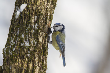  Eurasian blue tit (Cyanistes caeruleus) 