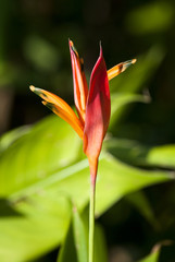 Tropical flower in outdoor garden, Guatemala downtown america. Canna indica L.