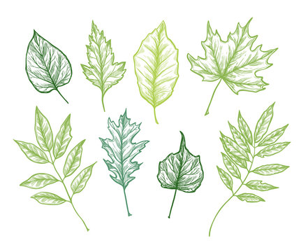 Hand drawn vector illustrations. Botanical clipart. Set of Green leaves, herbs and branches. Floral Design elements. Perfect for wedding invitations, greeting cards, blogs, posters and more
