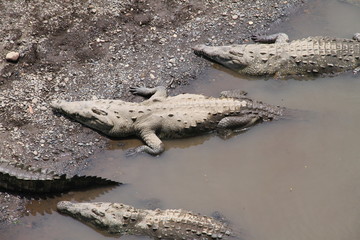 Costa Rica, Crocodile