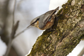 Eurasian nuthatch or wood nuthatch (Sitta europaea) in winter