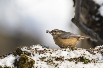 Eurasian nuthatch or wood nuthatch (Sitta europaea) in winter