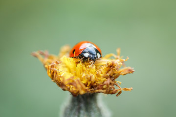 ladybird