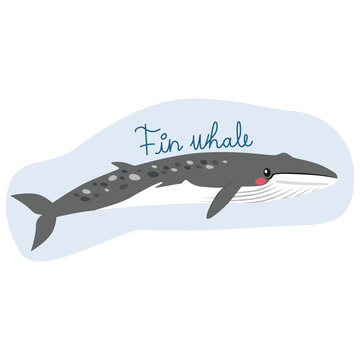 Large fin whale illustration underwater with text
