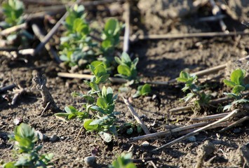 Jeunes pousses de petits pois en pleine terre.